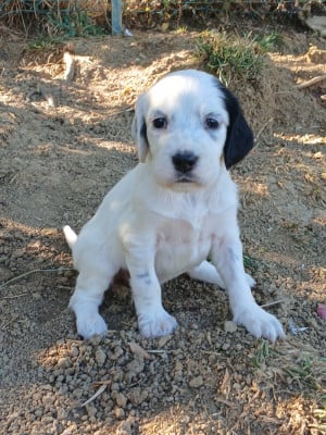 Les chiots de Setter Anglais