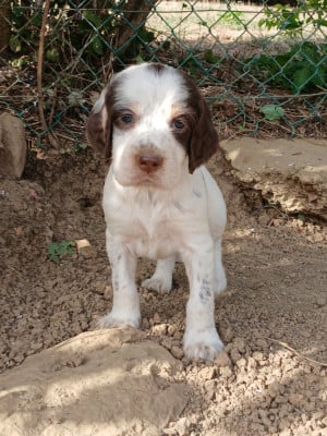 Les chiots de Setter Anglais