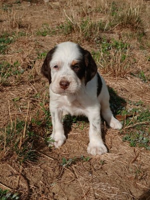 Les chiots de Setter Anglais