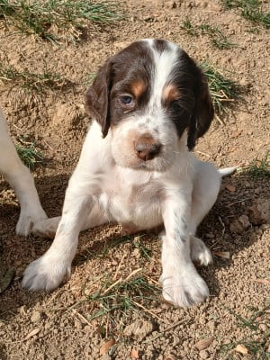 Les chiots de Setter Anglais