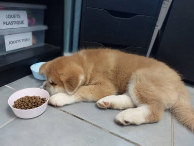 Les chiots de Akita