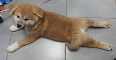 Les chiots de Akita