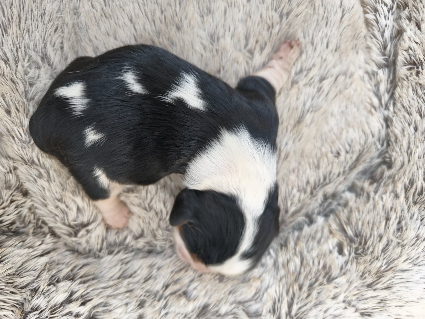 B.... - Cavalier King Charles Spaniel