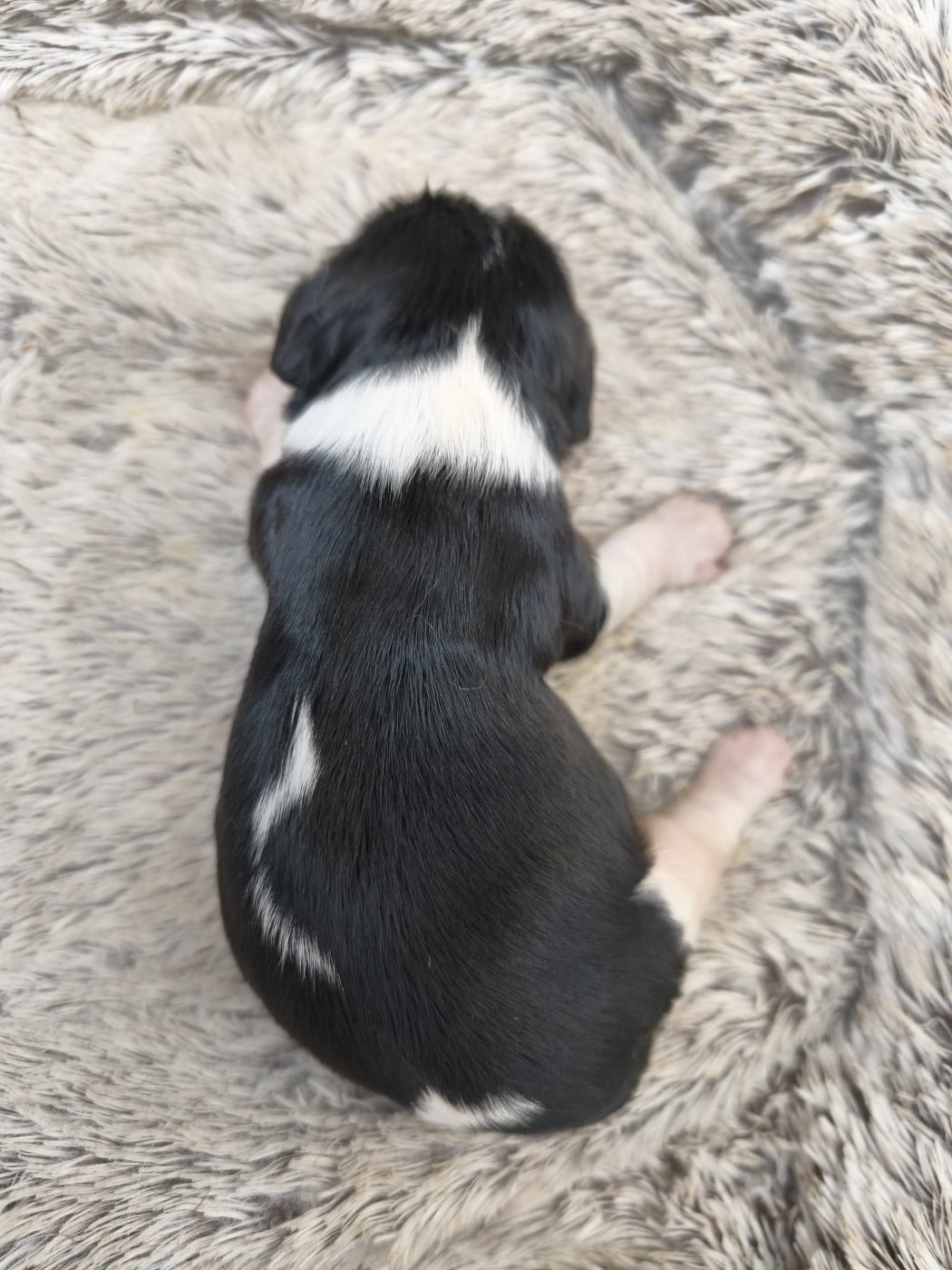 B... - Cavalier King Charles Spaniel