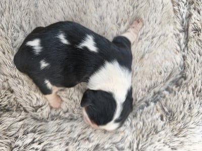 Les chiots de Cavalier King Charles Spaniel