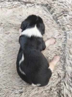 Les chiots de Cavalier King Charles Spaniel