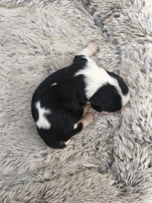 Les chiots de Cavalier King Charles Spaniel