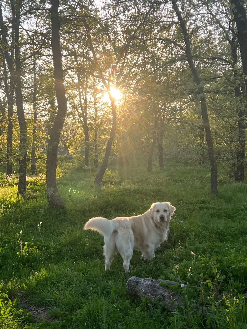 Publication : Romain Schenck