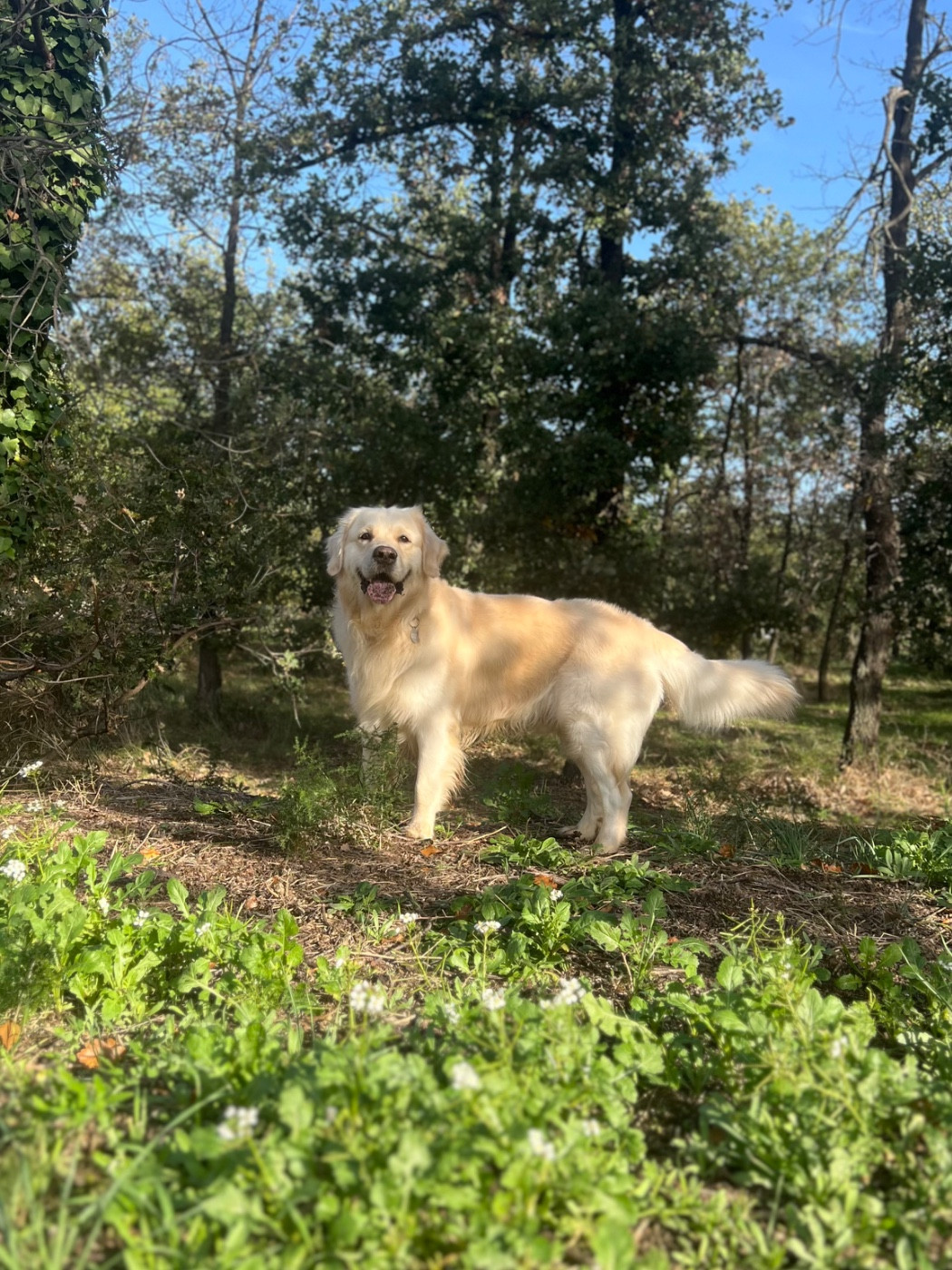 Publication : Romain Schenck