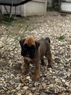 Les chiots de Boxer