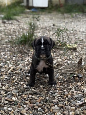 Les chiots de Boxer