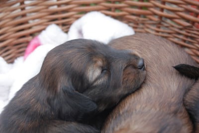Les chiots de Teckel poil long