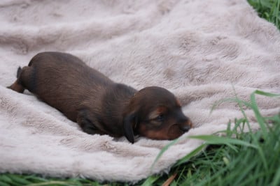 Les chiots de Teckel poil long
