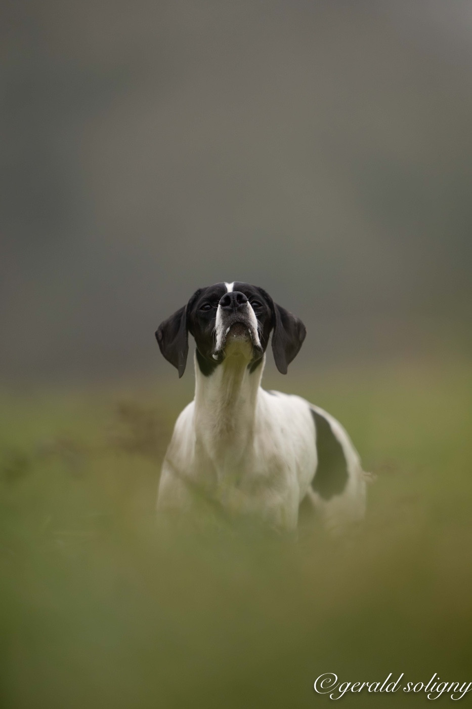 TR. Suki Des Plaines De Berloch