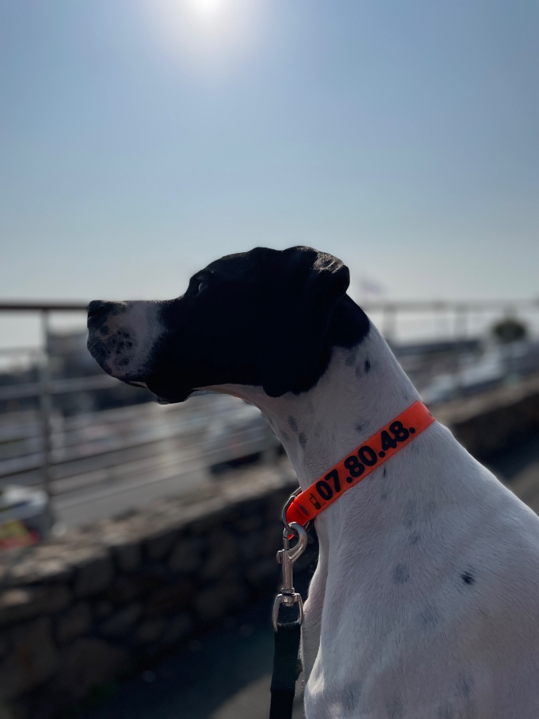 TR. Suki Des Plaines De Berloch