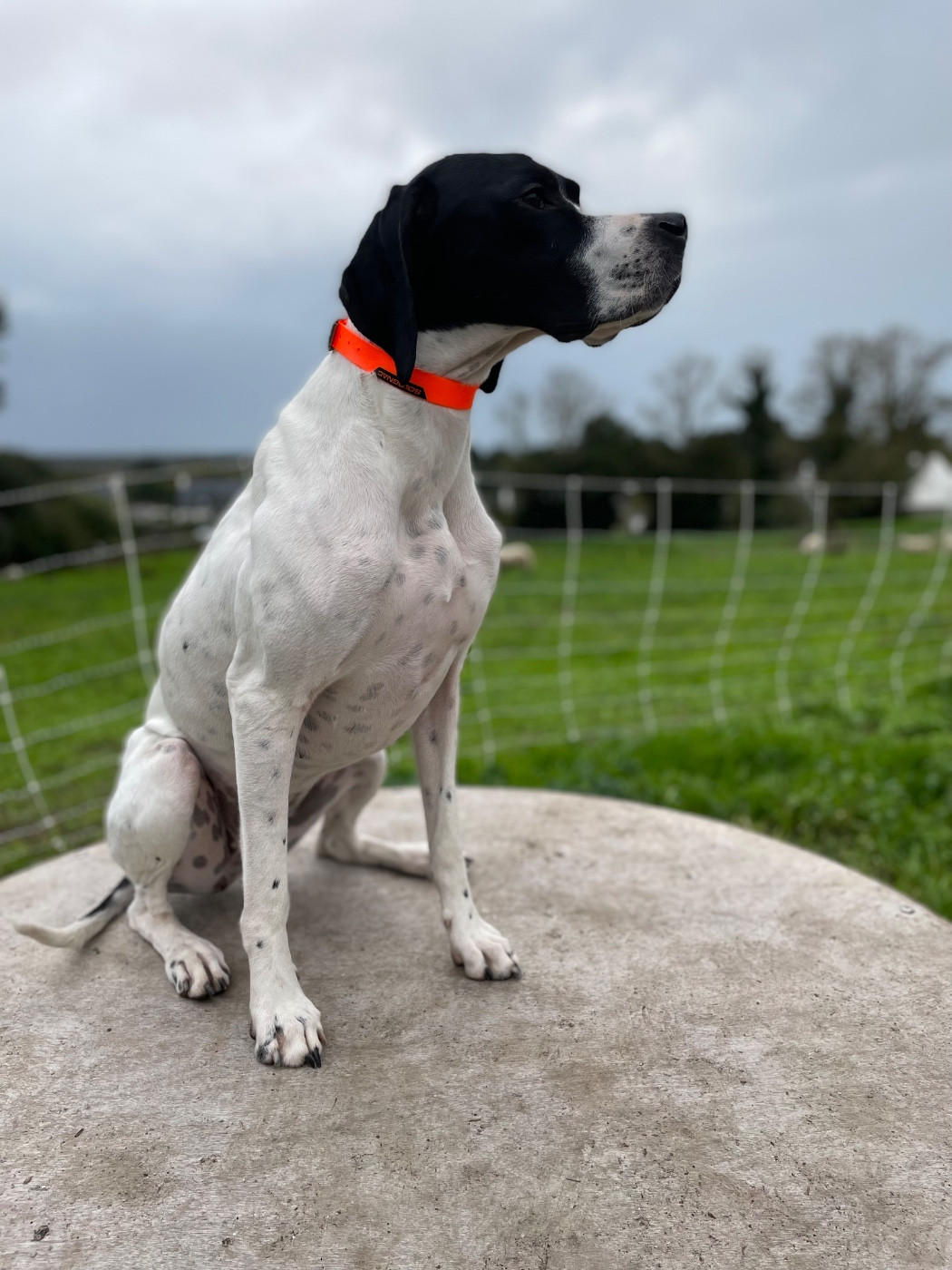 TR. Suki Des Plaines De Berloch