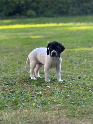 Les chiots de Pointer