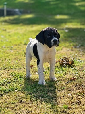 Les chiots de Pointer