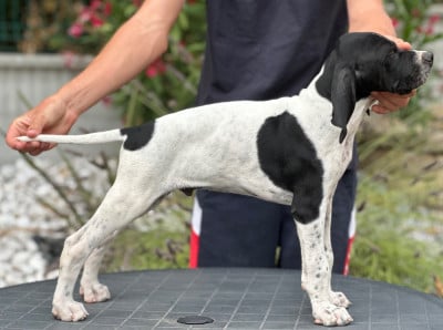 Les chiots de Pointer