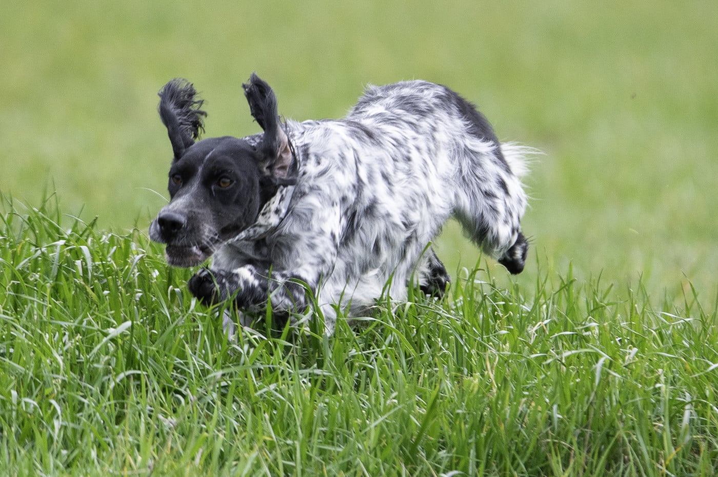 Sya des Rives du Cernon