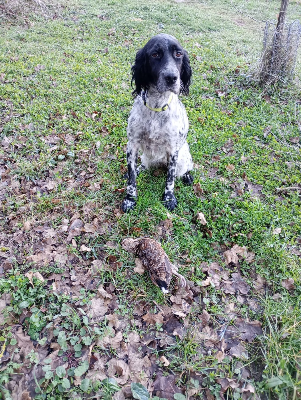 Sya des Rives du Cernon