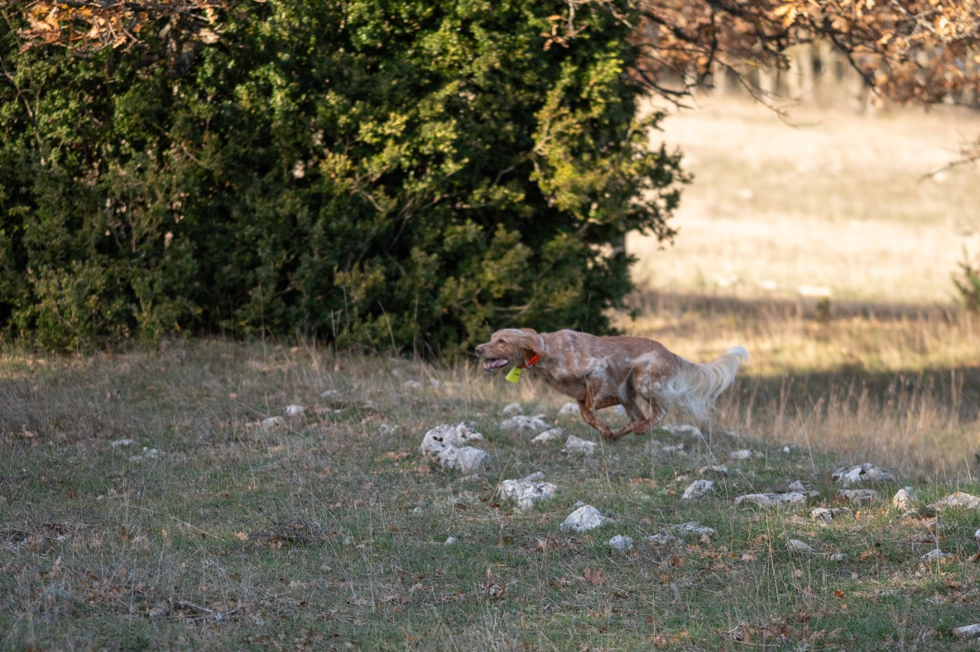 Samba Sous La Plume De Chez Millet