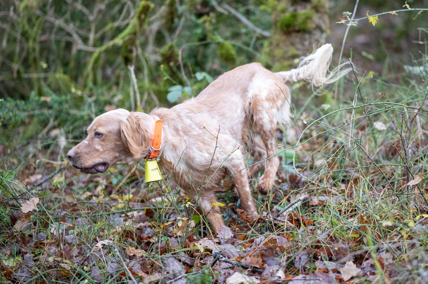 Samba Sous La Plume De Chez Millet