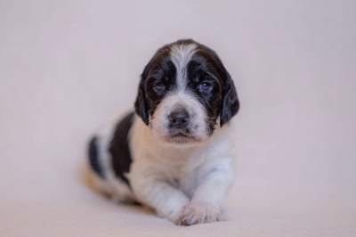Les chiots de Setter Anglais
