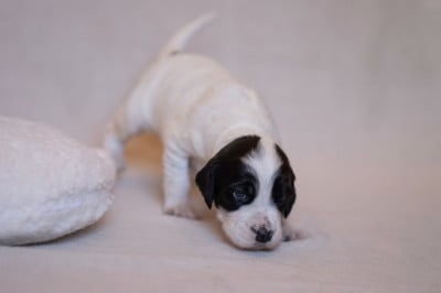 Les chiots de Setter Anglais