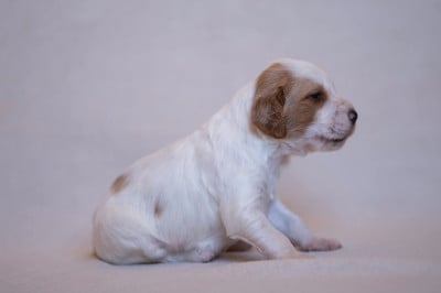 Les chiots de Setter Anglais