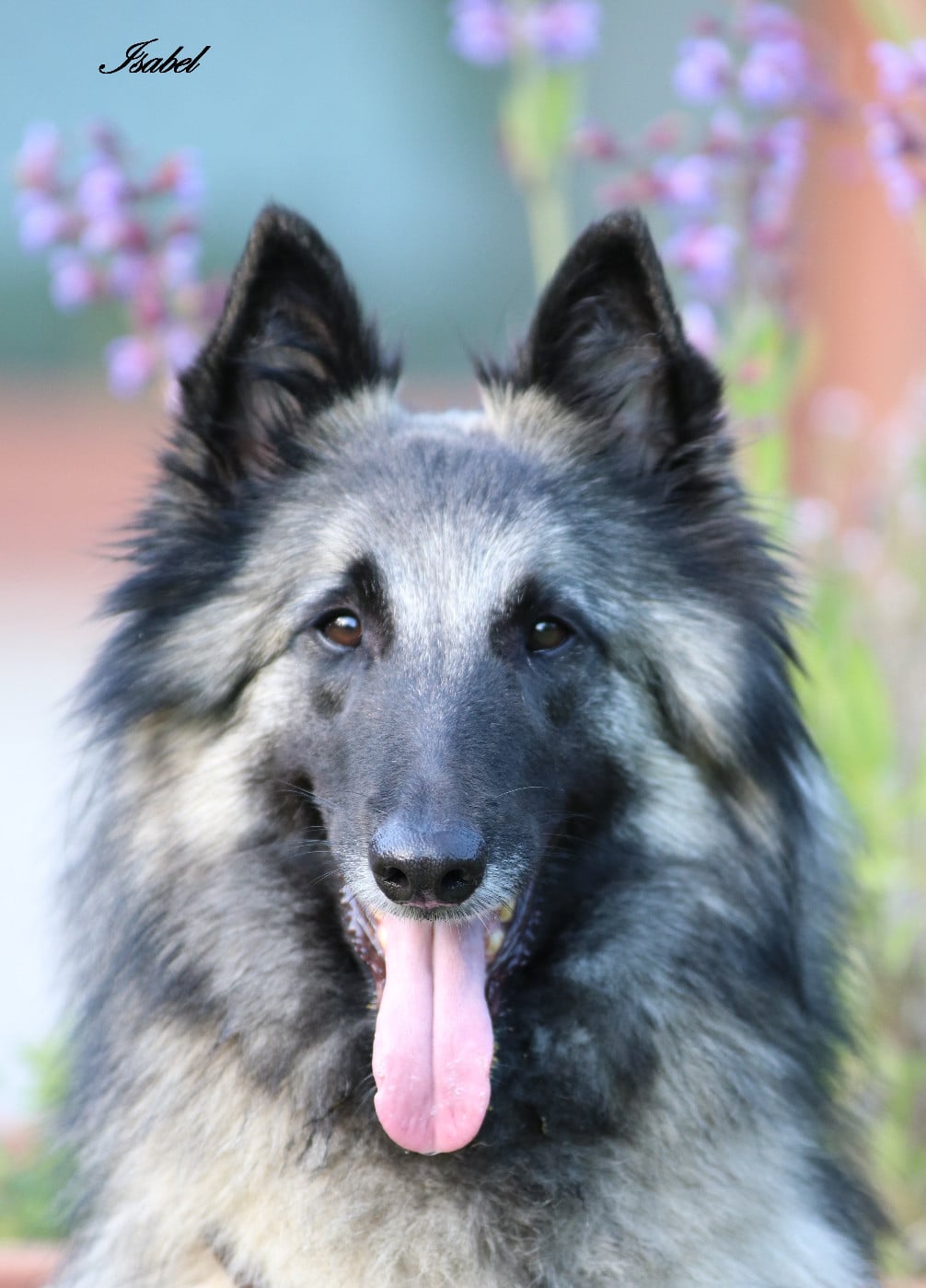 Publication : Des Gardiens Des Druides