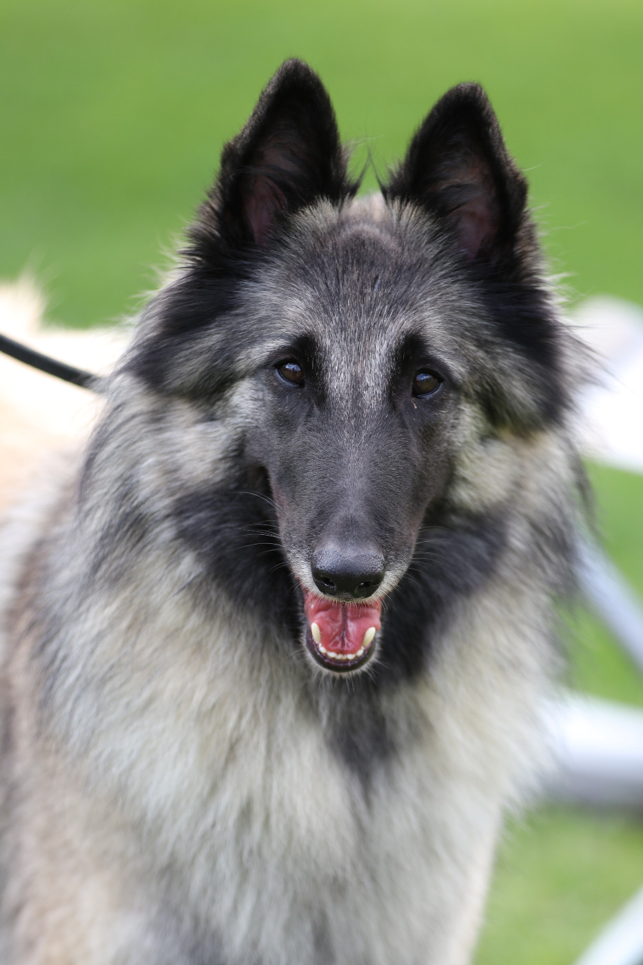 Publication : Des Gardiens Des Druides