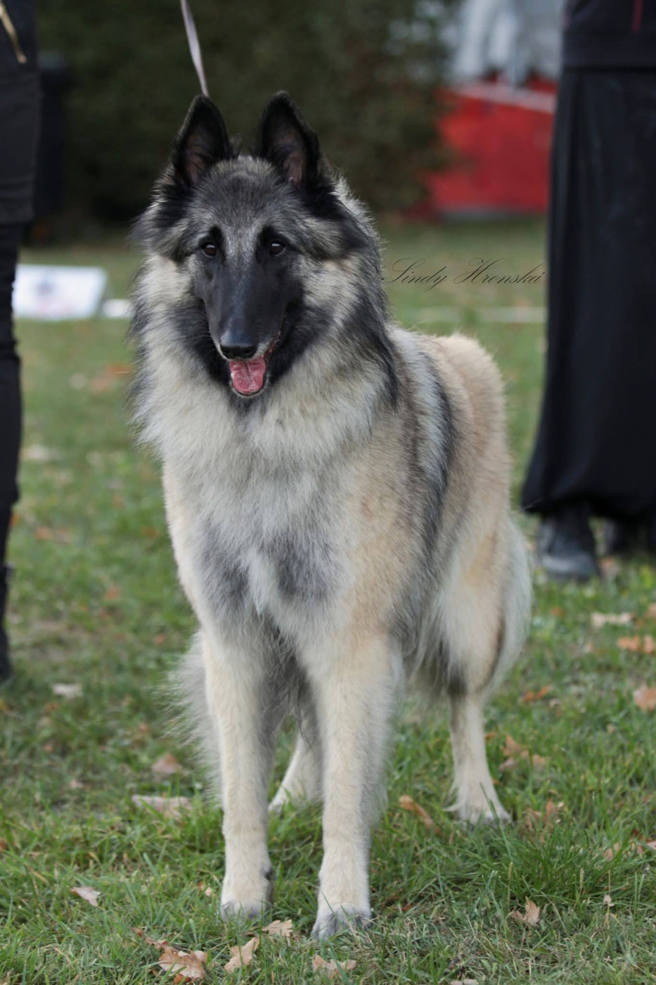 Publication : Des Gardiens Des Druides