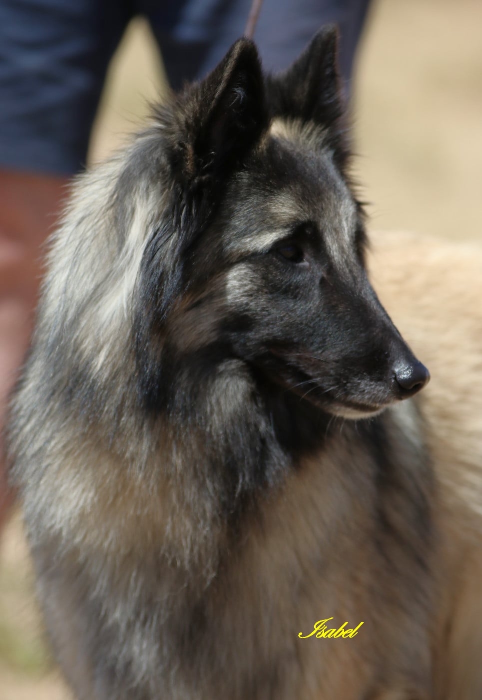 Publication : Des Gardiens Des Druides