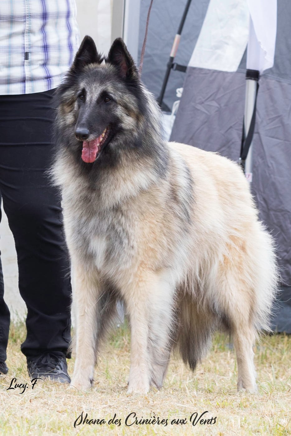 Publication : Des Gardiens Des Druides