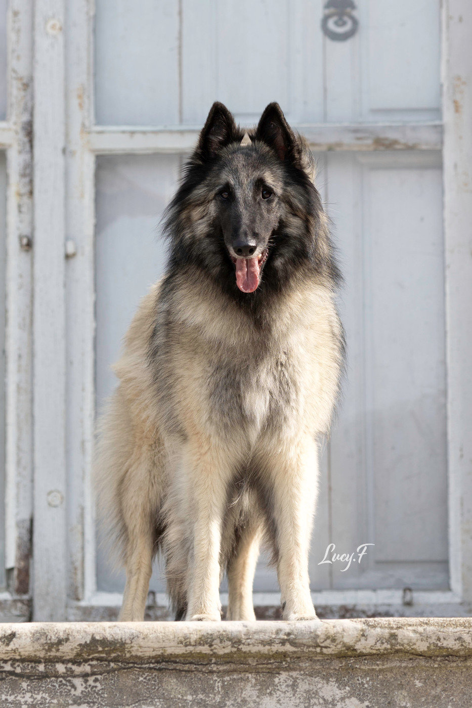 Publication : Des Gardiens Des Druides