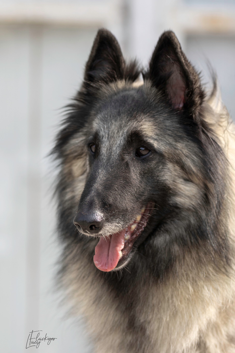 Publication : Des Gardiens Des Druides