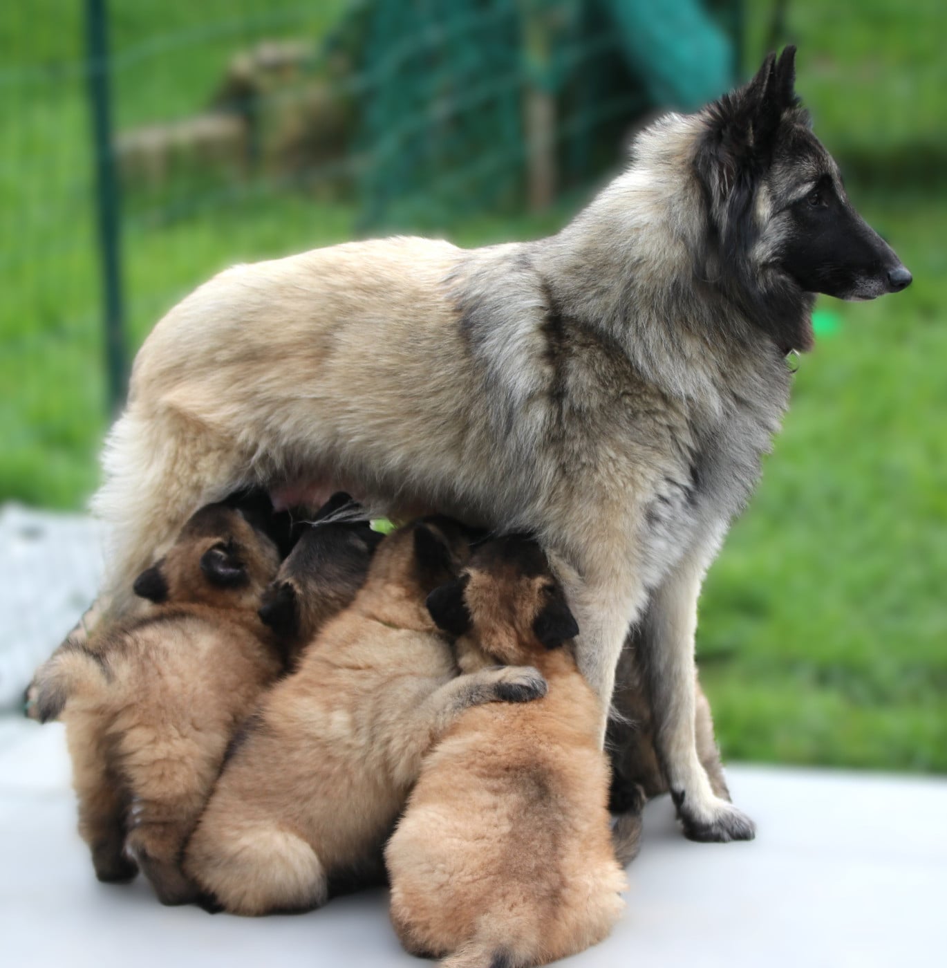 Publication : Des Gardiens Des Druides