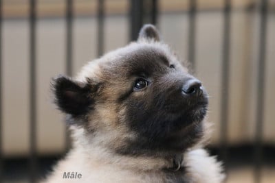 Les chiots de Berger Belge