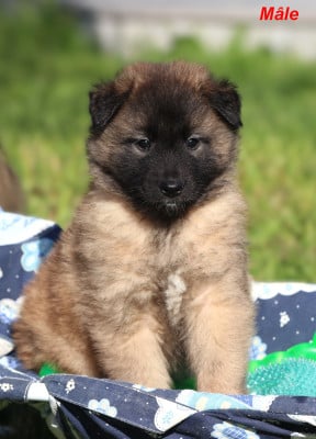 Les chiots de Berger Belge