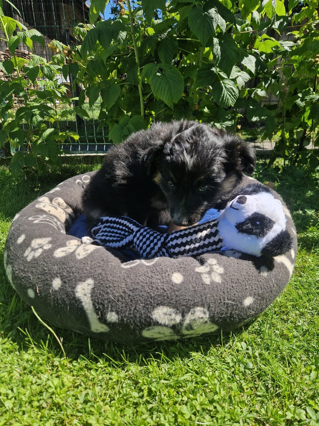 Blacky