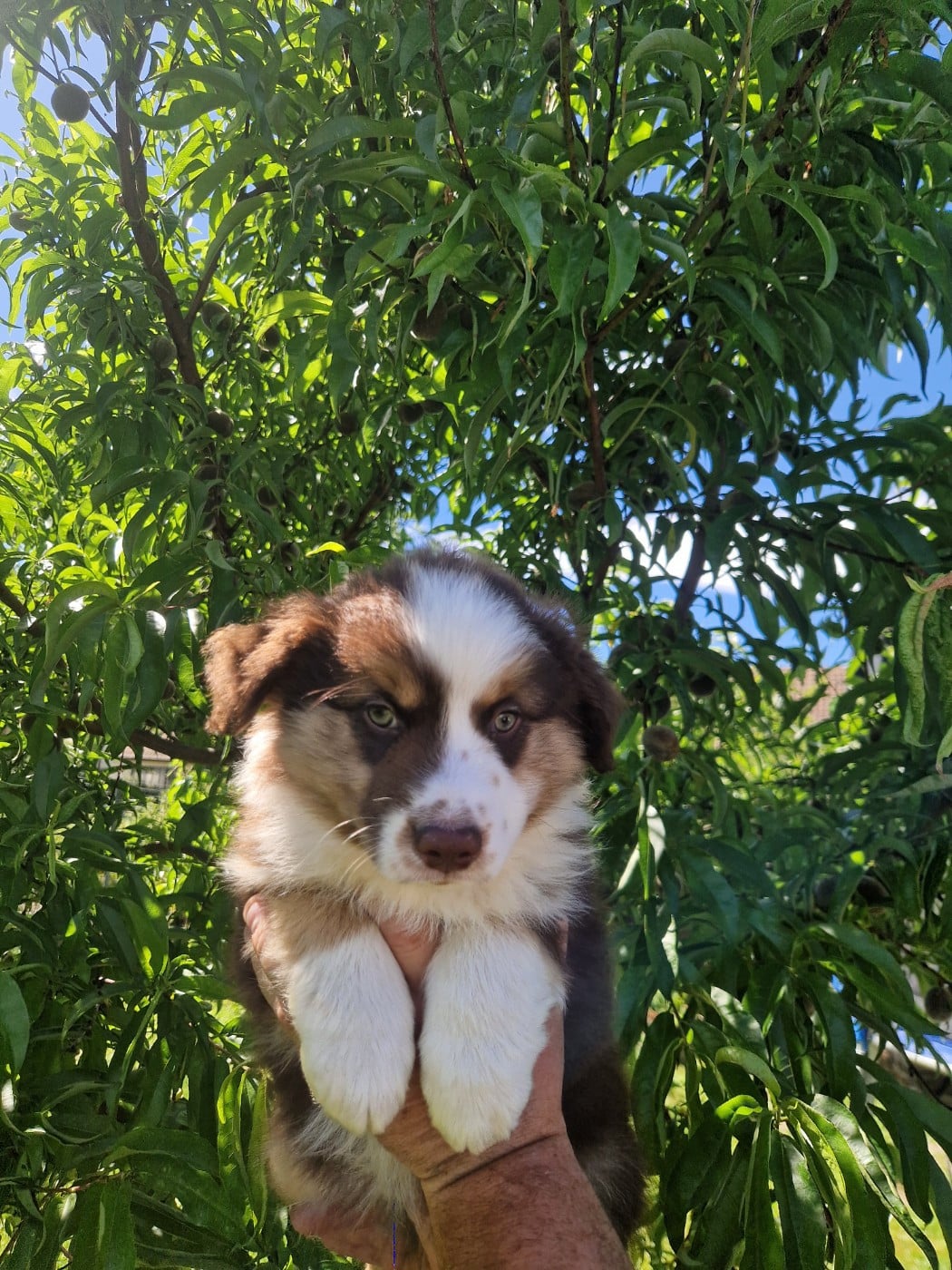 Balto