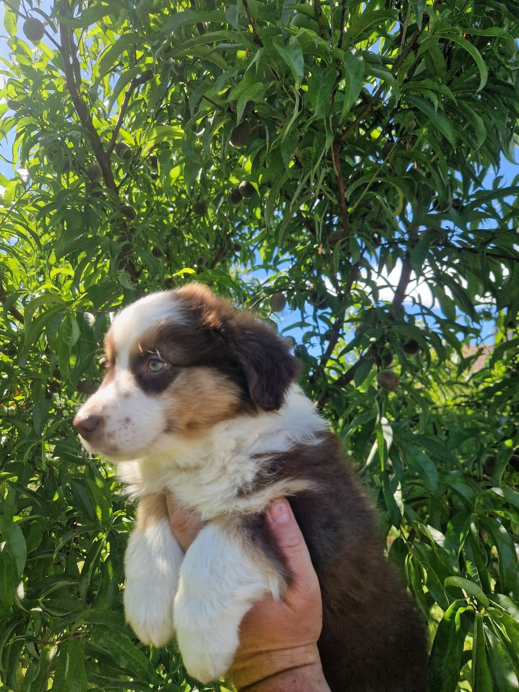 Balto