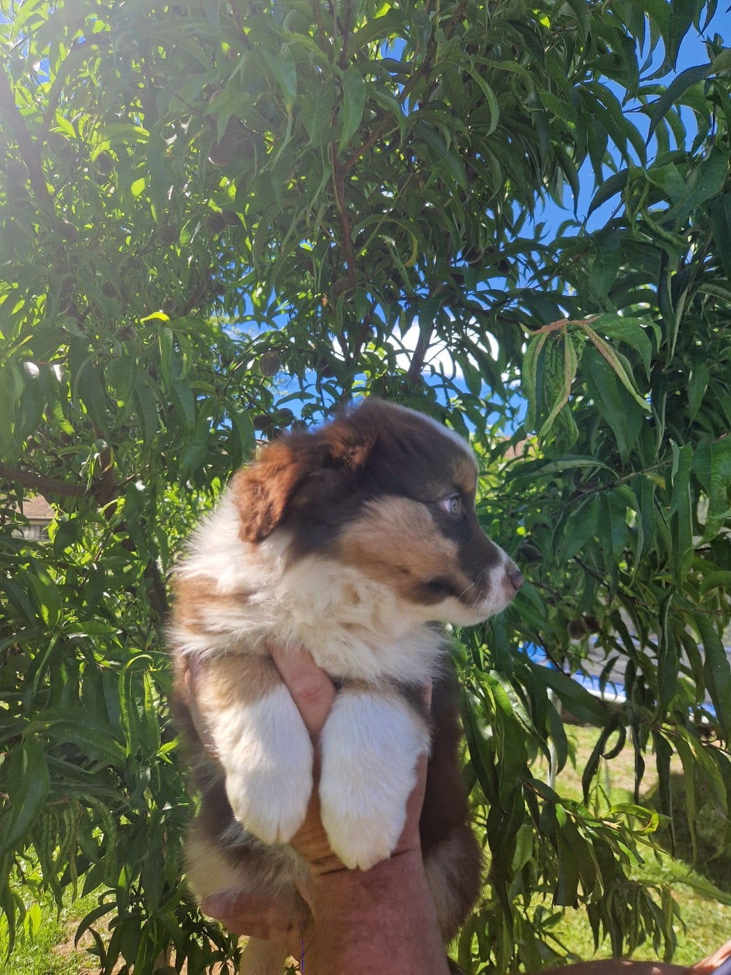 Balto
