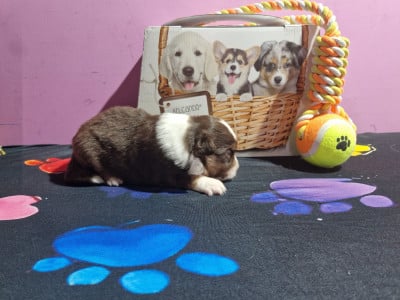 Balou - Berger Américain Miniature 