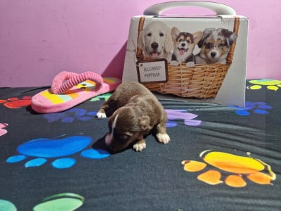 Belle - Berger Américain Miniature 