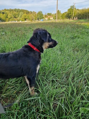 Les chiots de Berger Américain Miniature 
