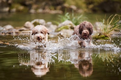 Lagotto Passion