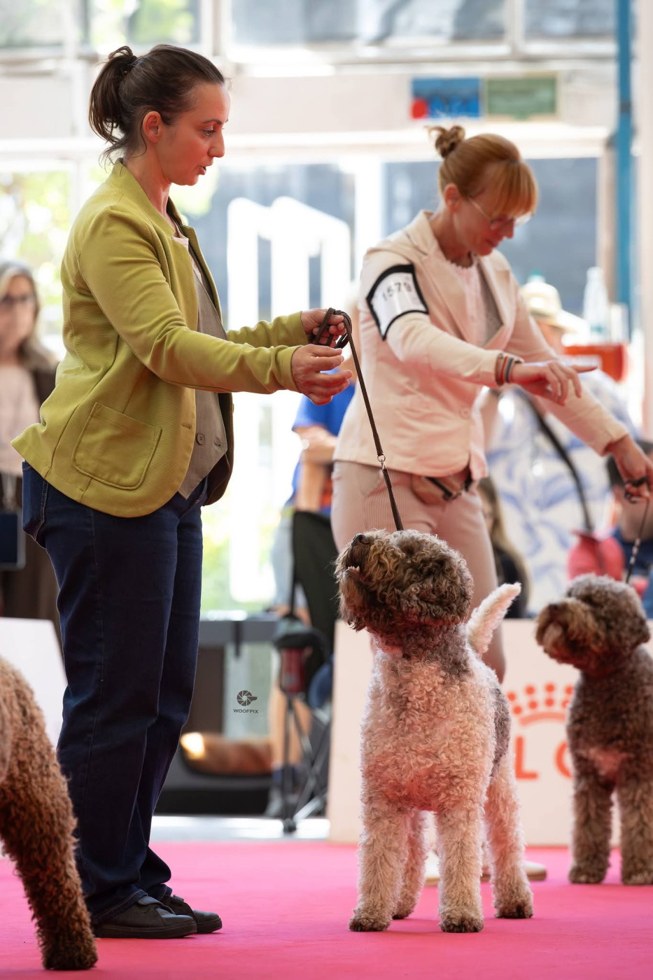 Lagotto Passion Bien Aimé Roi-Elvis - 2.Excellent R-CAC