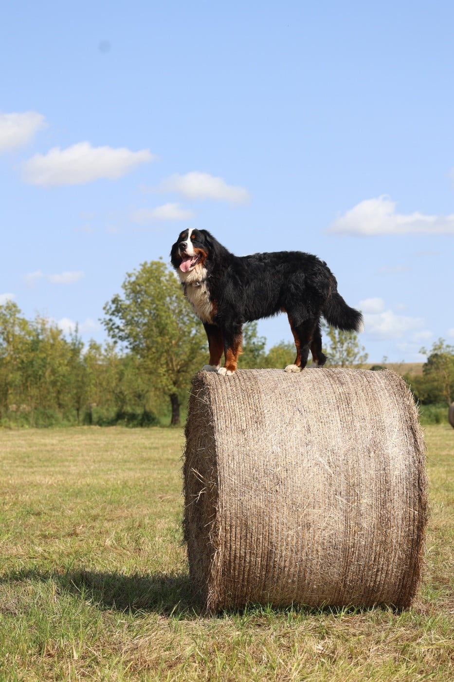 Publication : Mélina BIGOT Auteur : Mélina B.